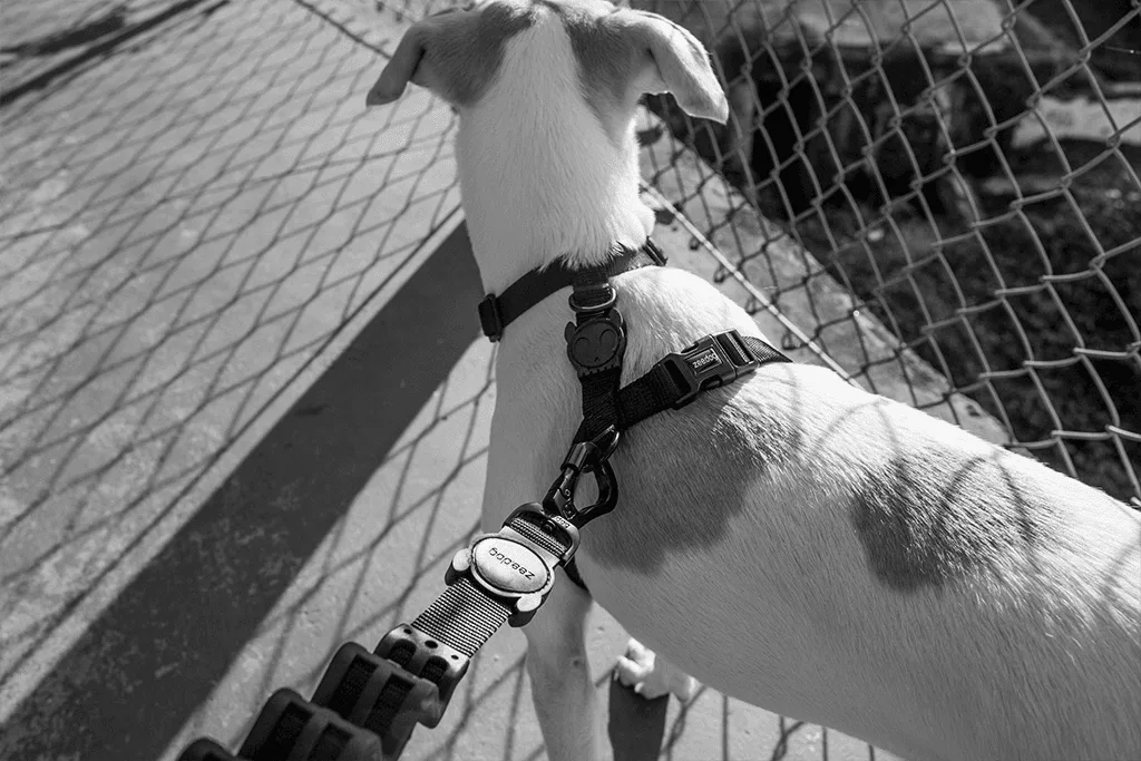FlyHarness vs. SofterWalk Harness: Which Is Better for Your Dog?