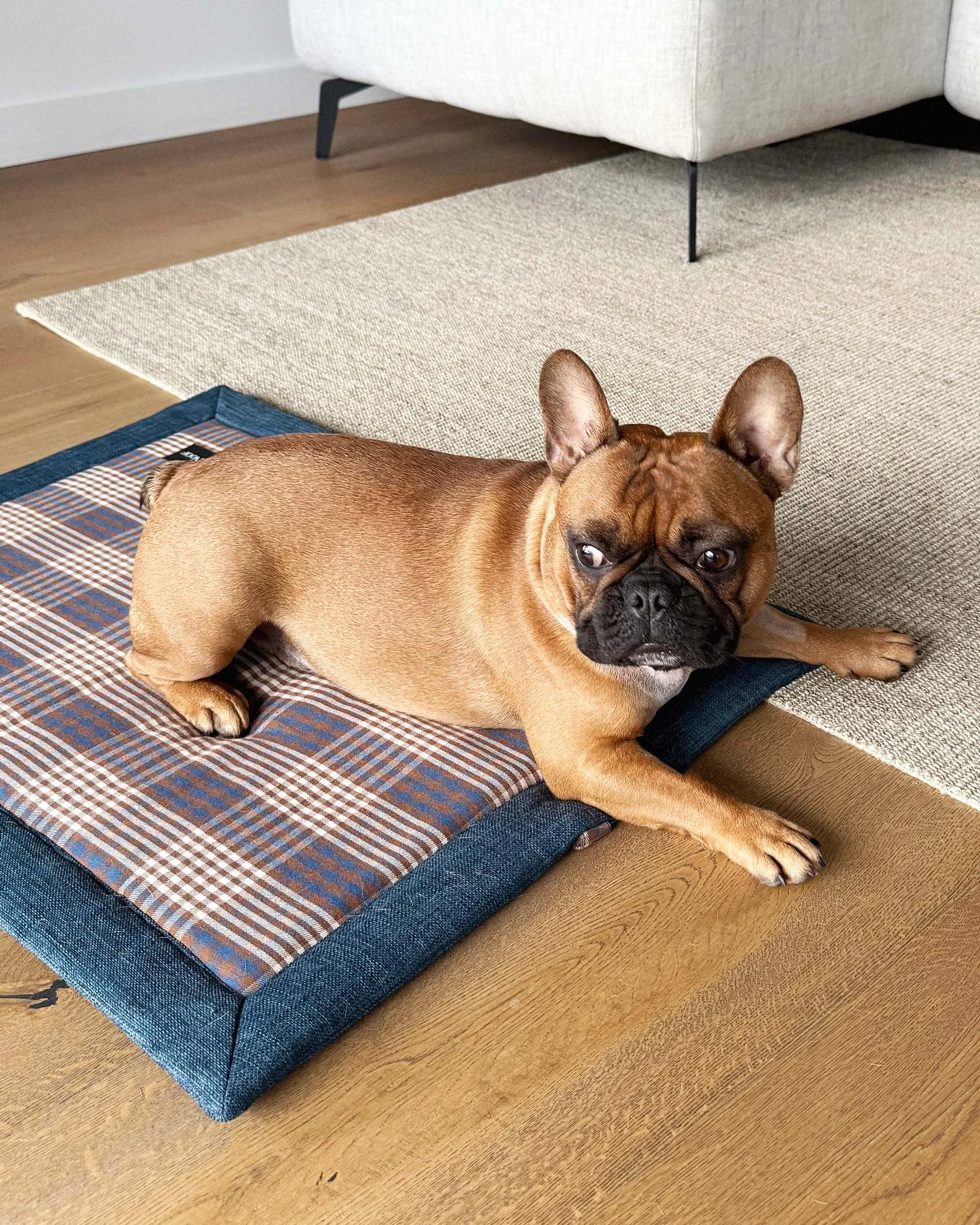 Tapis extérieur bleu à carreaux pour Bouledogue Français : guide d'achat