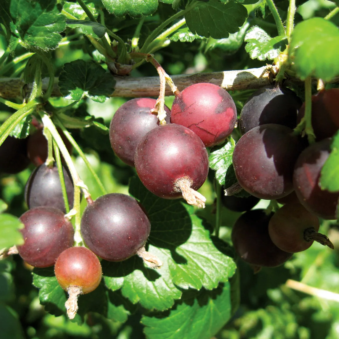Common Jostaberry Growing Problems and Practical Solutions