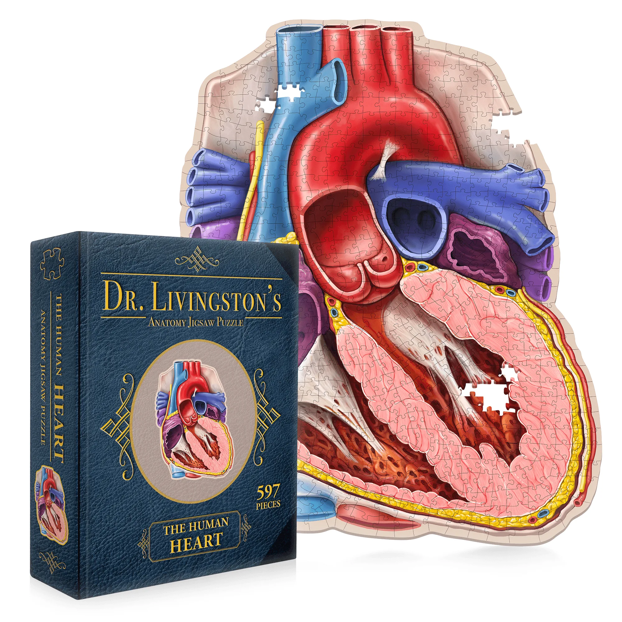 How to Assemble the Human Heart Anatomy Jigsaw Puzzle