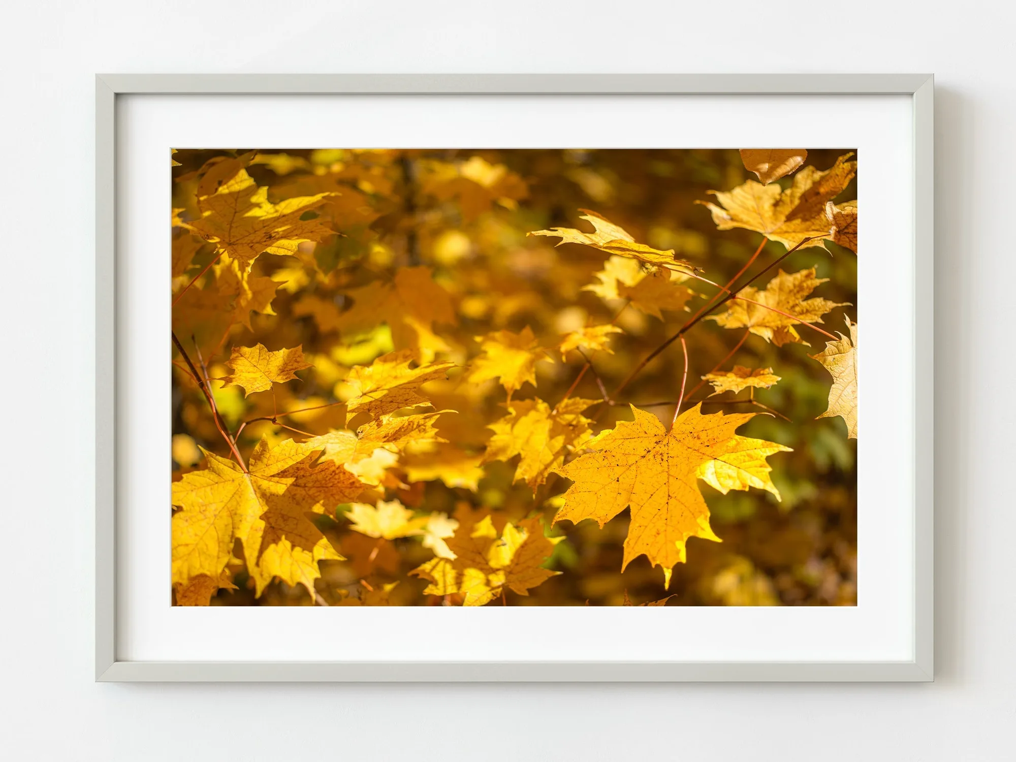 Sanftes Herbstlicht auf goldenen Ahornblättern | Limitierte Auflage von 10