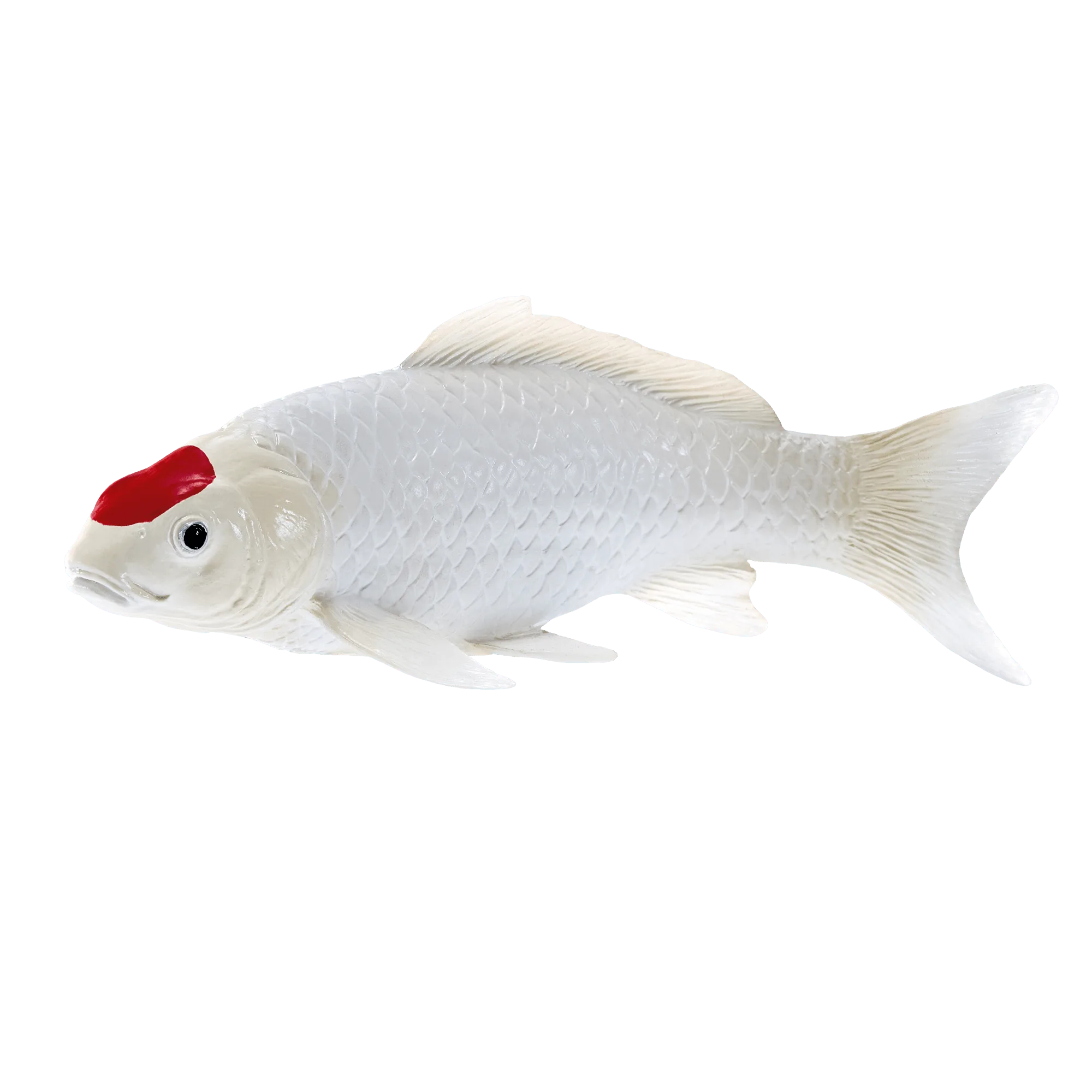 Koi Carp - Tancho