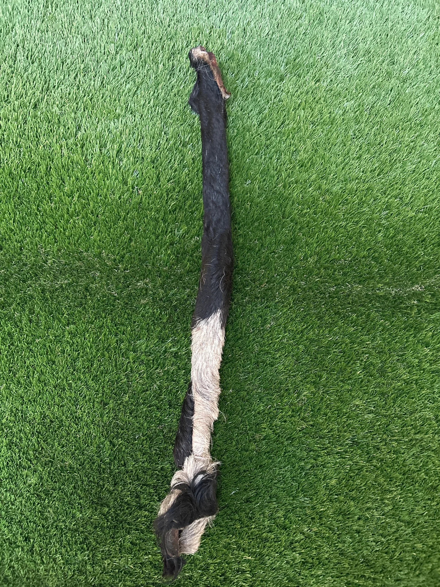 Hairy Bully Headskin vs Hairy Giant Beef Stick: Qual mordedor vence?