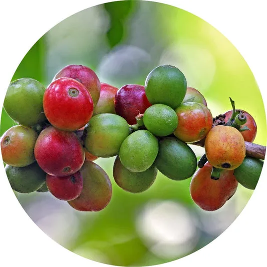 Coffee Bean ESSENTIAL OIL