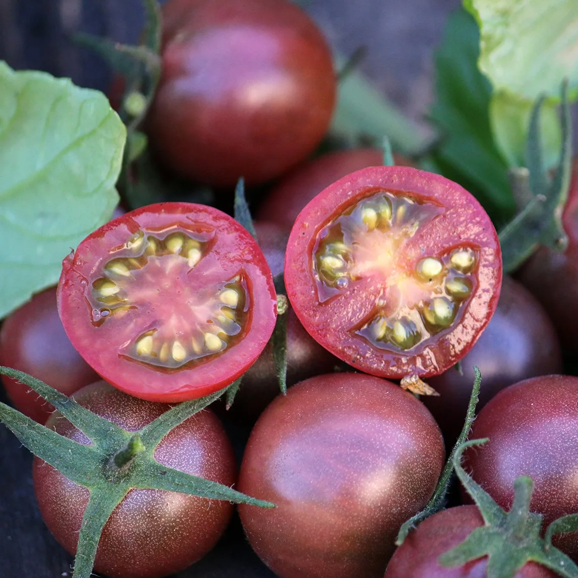 Tomate 'Black Cherry' (Bio)