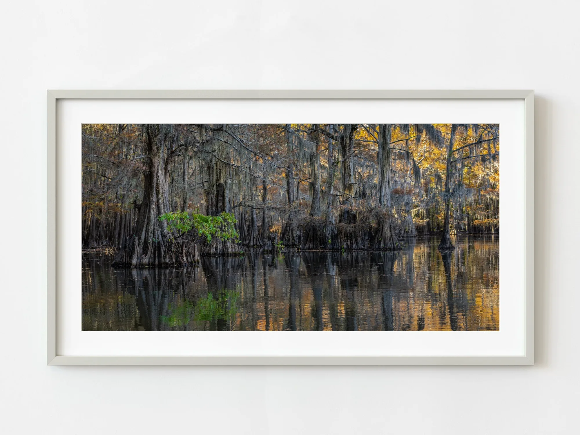 Cypress trees with lone green branch | Limited Edition of 10