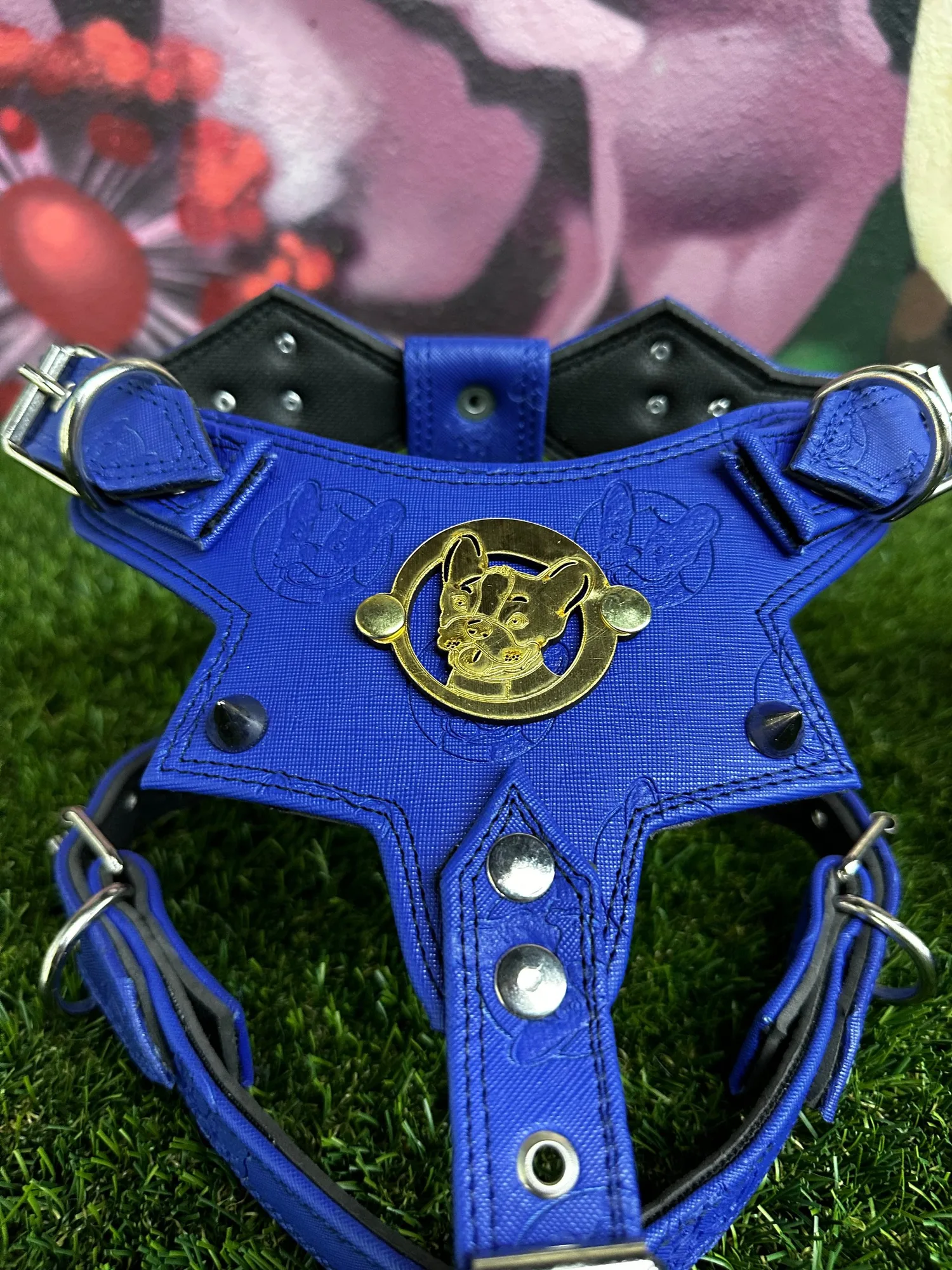 Dog Collar Myths: What You Really Need to Know Before You Buy