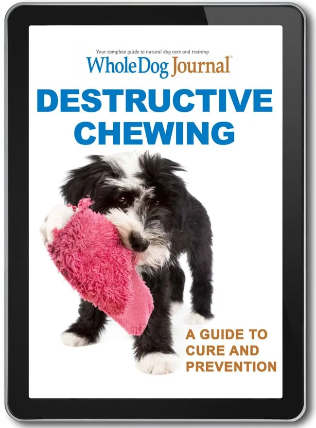 How to Stop Destructive Chewing Before It Starts