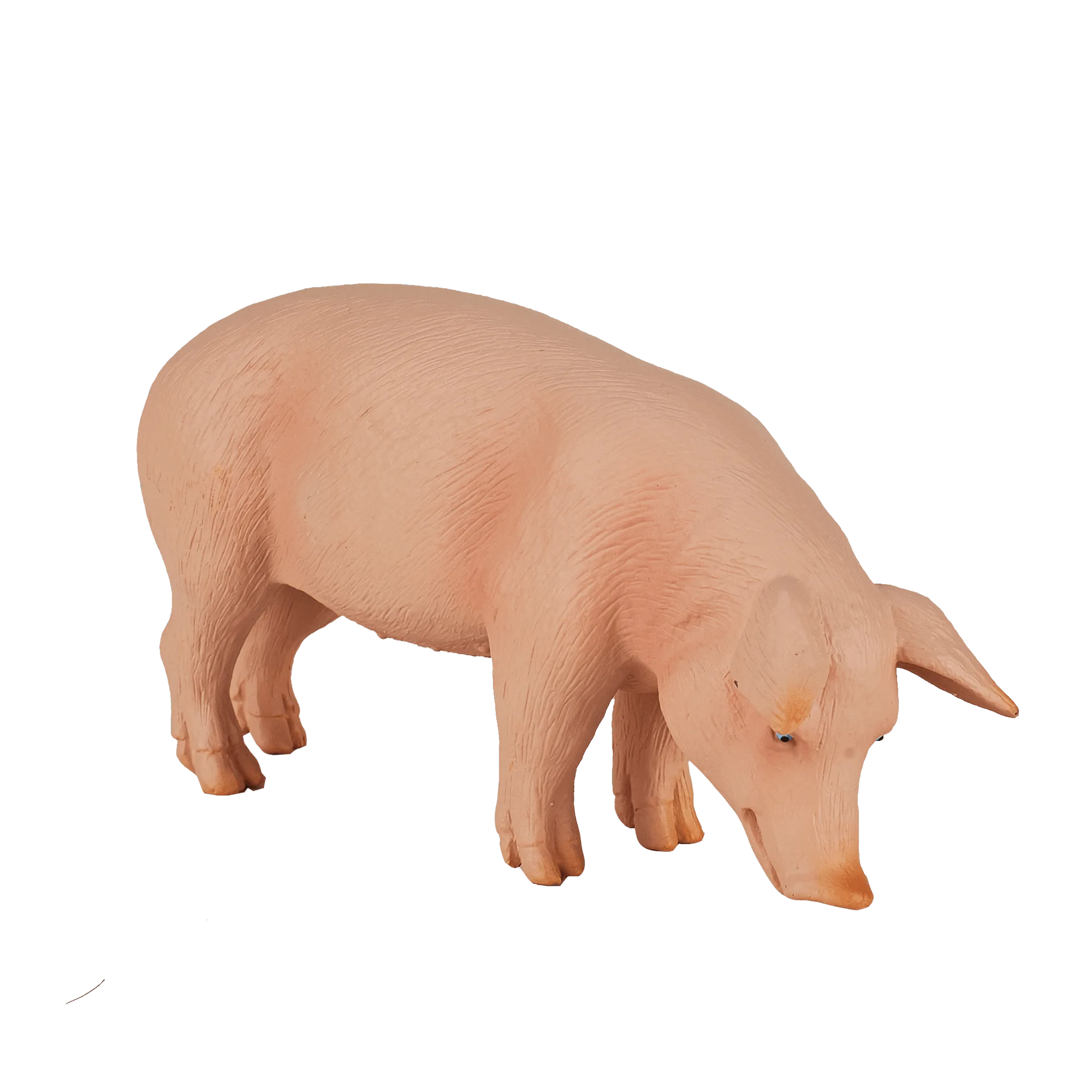 Pig (Boar)