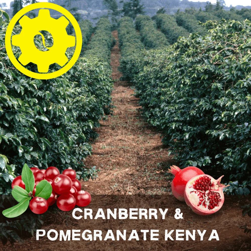 Hoe cranberry & granaatappel Kenia koffie te zetten