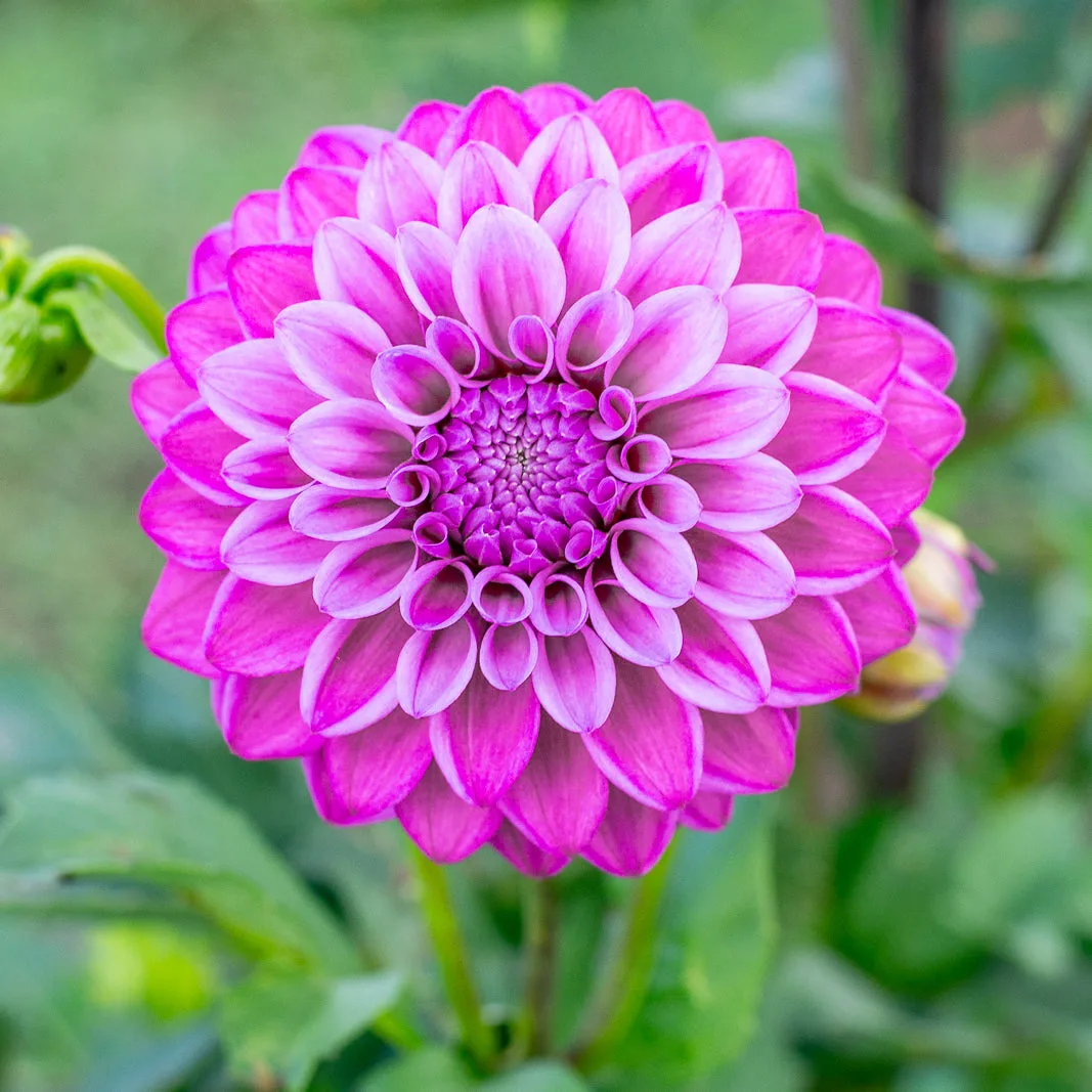 ダリア 'Florelie Jeanette' vs 'Florelie Seastar':植えるならどっち?