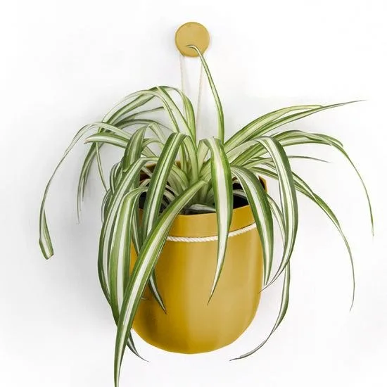 How to Style Your Home Office with Plants and Planters for Better Productivity
