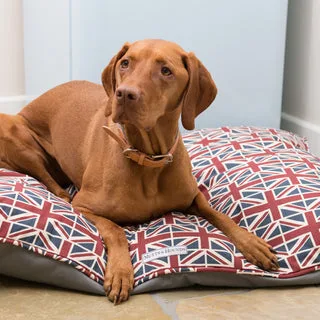 Comment choisir la bonne brosse de toilettage pour le pelage de votre chien
