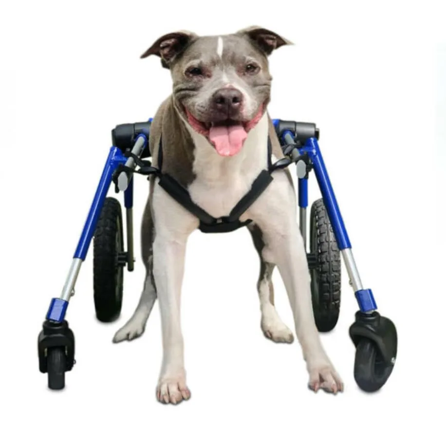 Signs Your Senior Dog Needs Rear Support and How to Add It