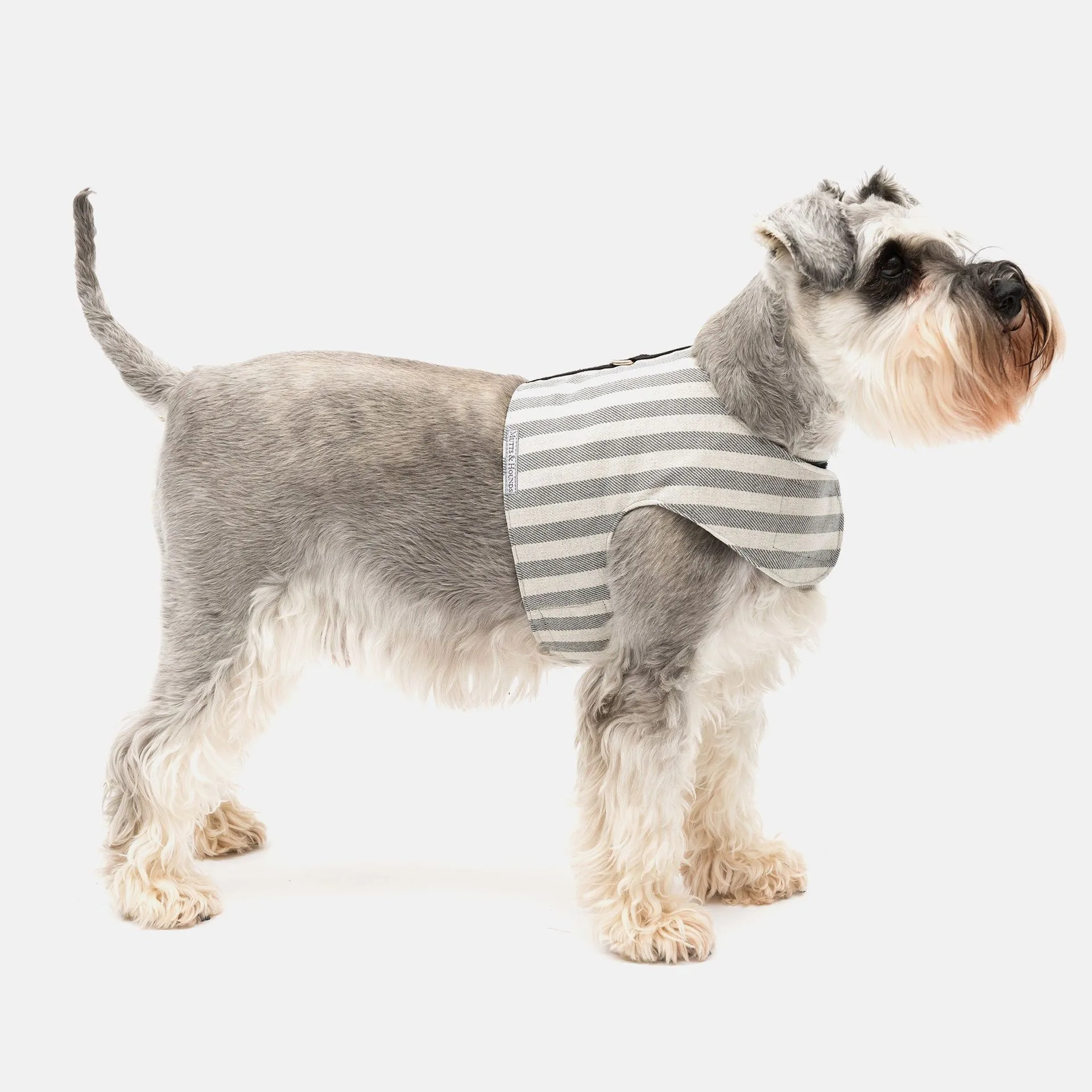 Abrigo de tweed para perros vs. suéter: ¿cuál es mejor para el clima frío?