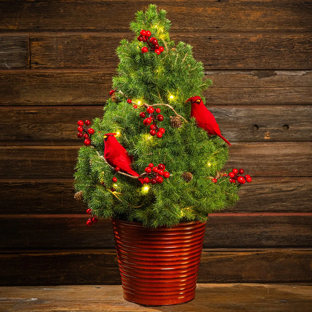 Living Christmas Tree Care: Watering and Light Tips