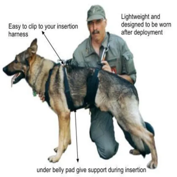 Dog Collar Badge Tips: Identification and Training Benefits