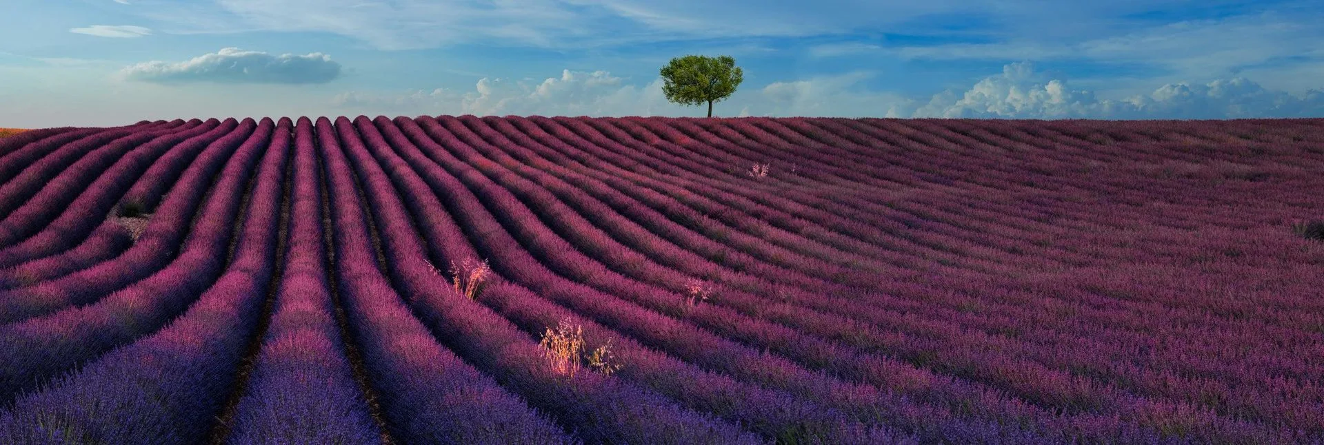OE 0034 Review: A Unique Open Edition Print by Peter Lik