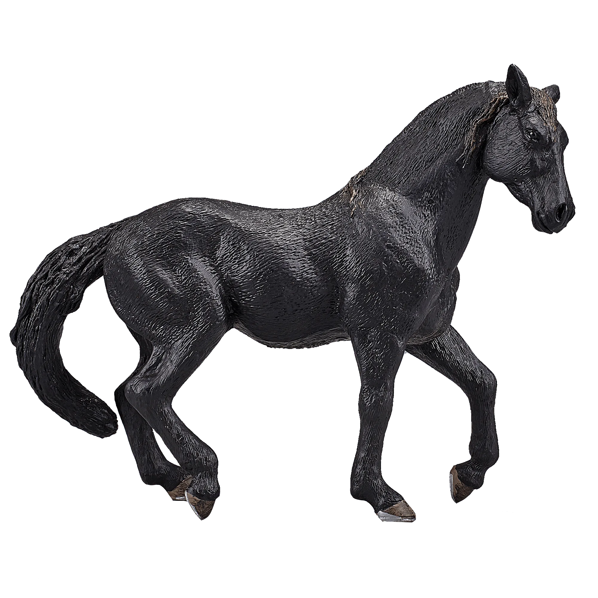 Andalusian Black