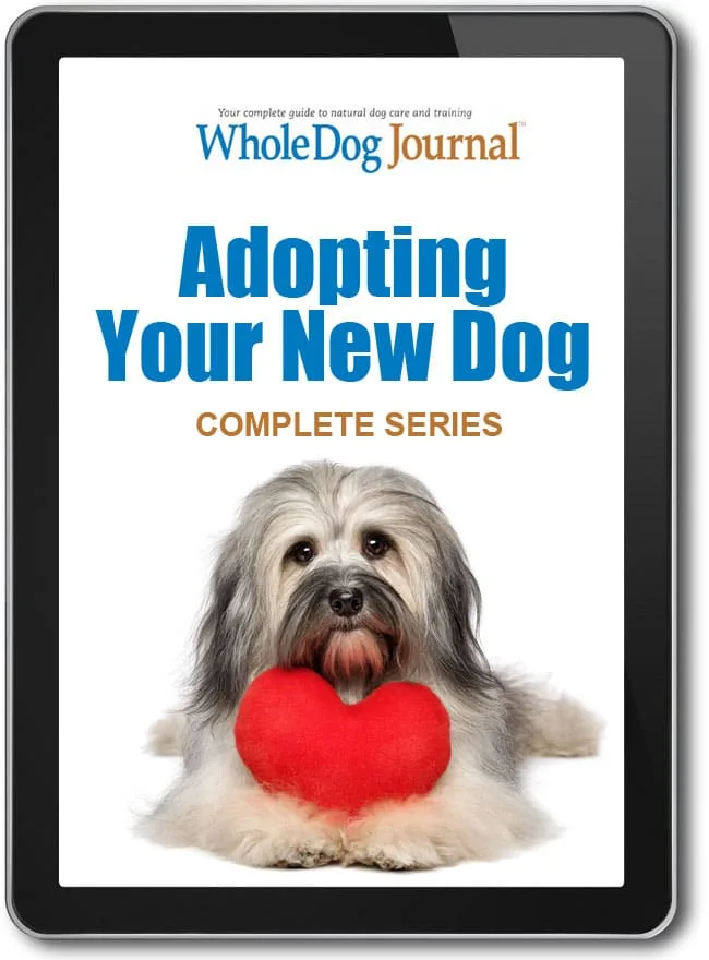 Adopting Your New Dog: Essential Ebook Series Guide