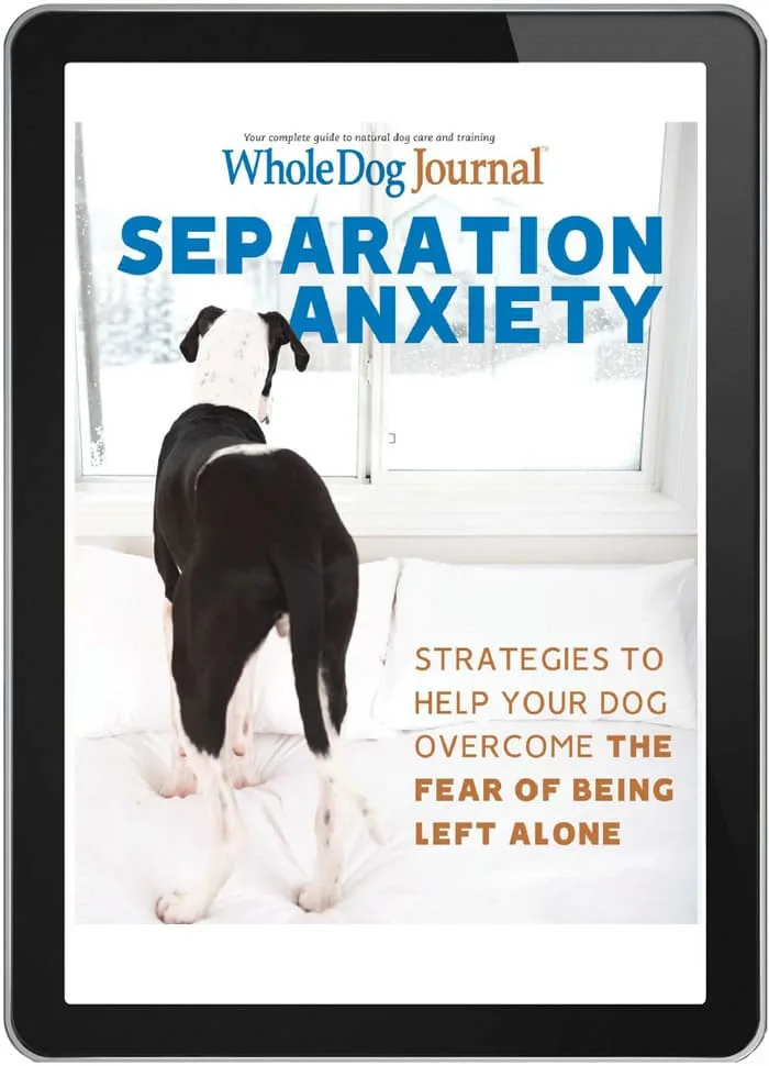Books That Help Dogs With Separation Anxiety