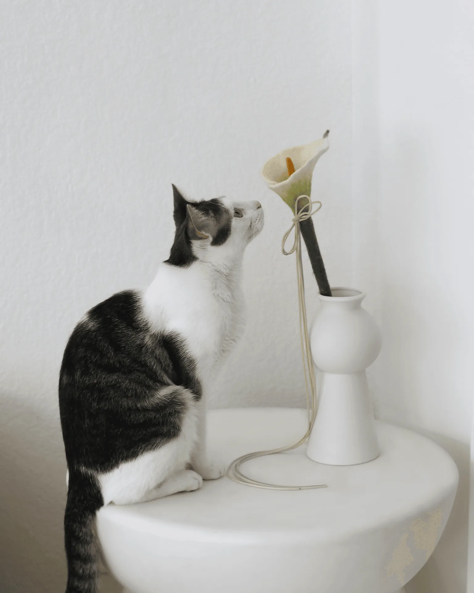 Pet Colognes vs Deodorizing Sprays: Which Is Better for Keeping Your Dog Smelling Fresh?