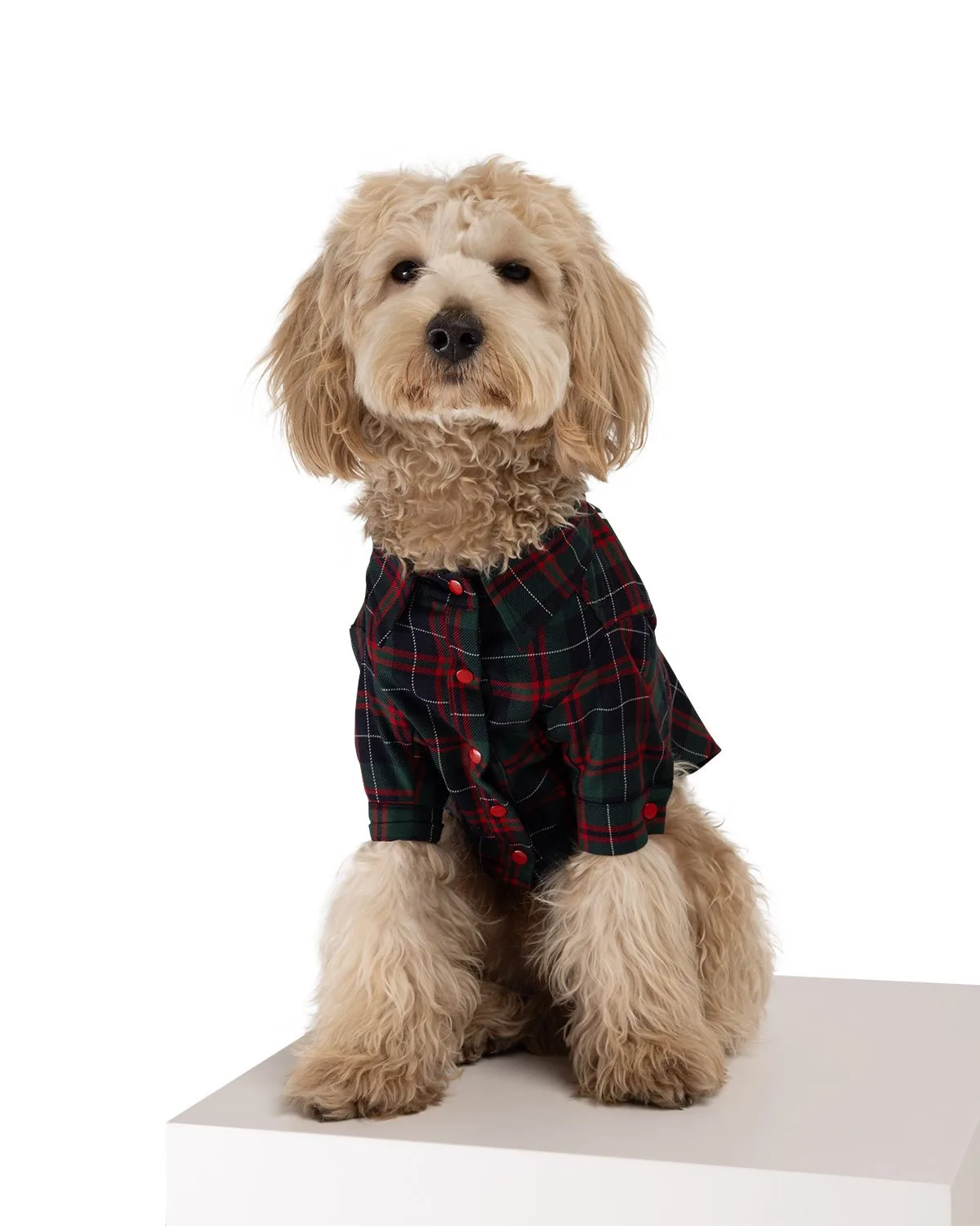 Brad Dog Shirt