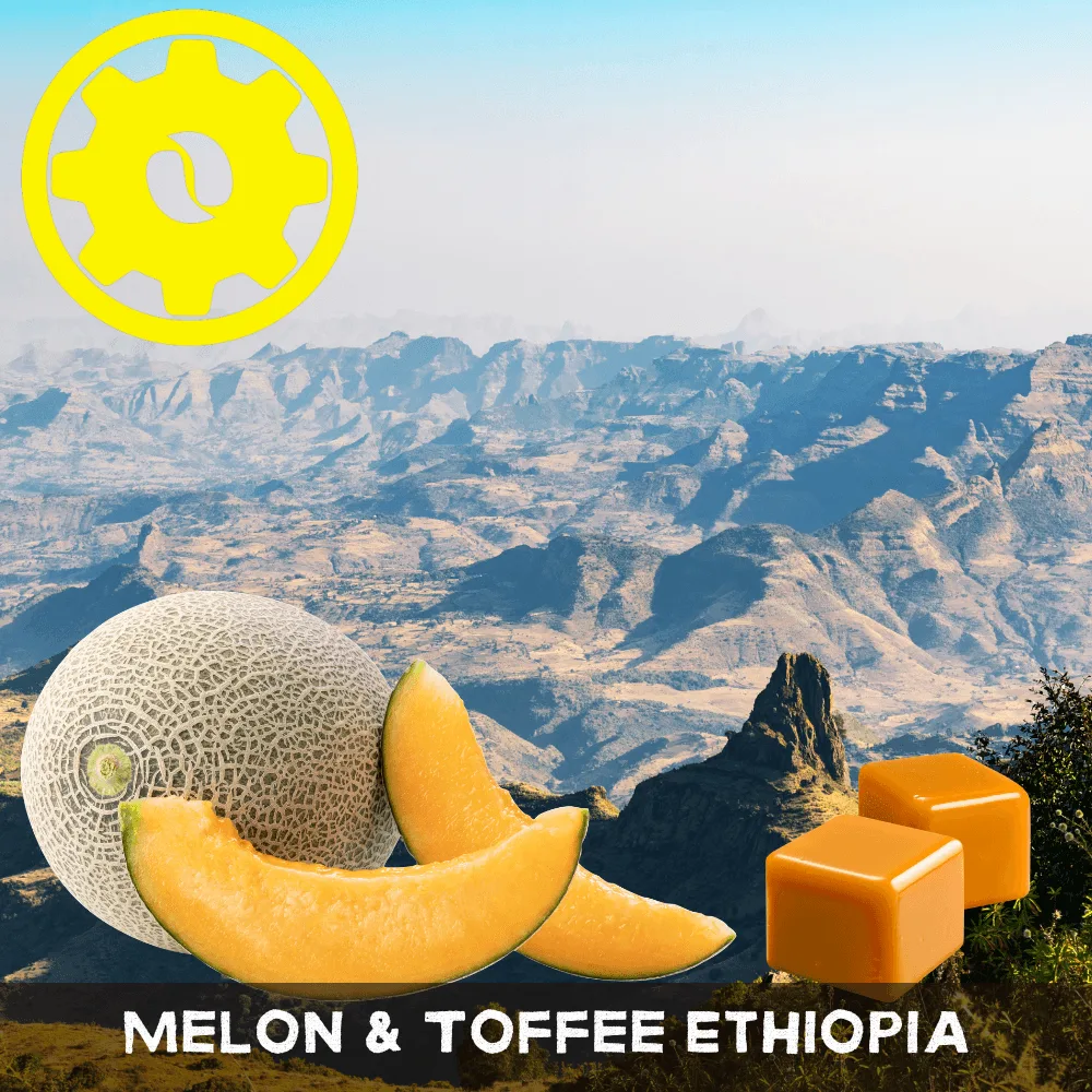 Profilo aromatico del caffè Etiopia al melone e toffee spiegato