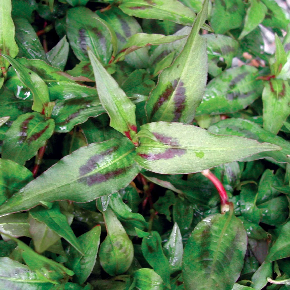 Menta vietnamita
