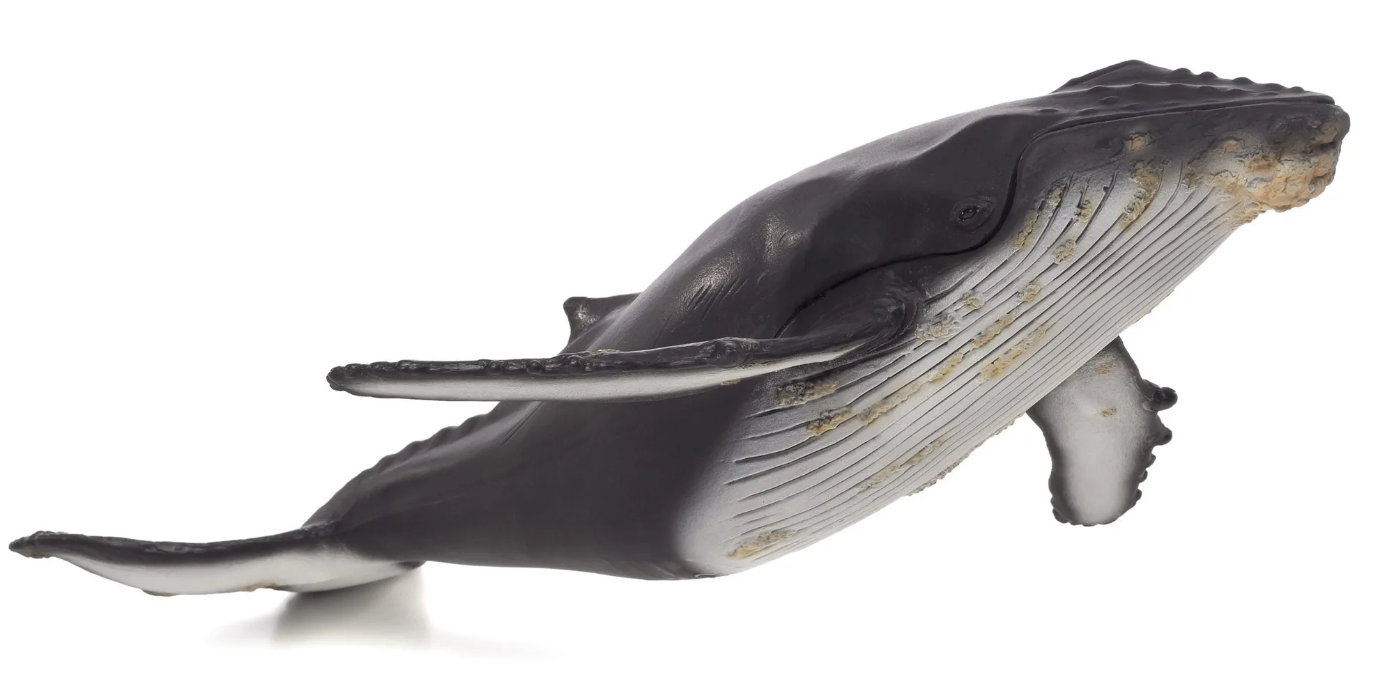 Ballena jorobada de lujo