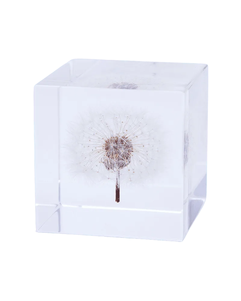Dandelion Sola Cube