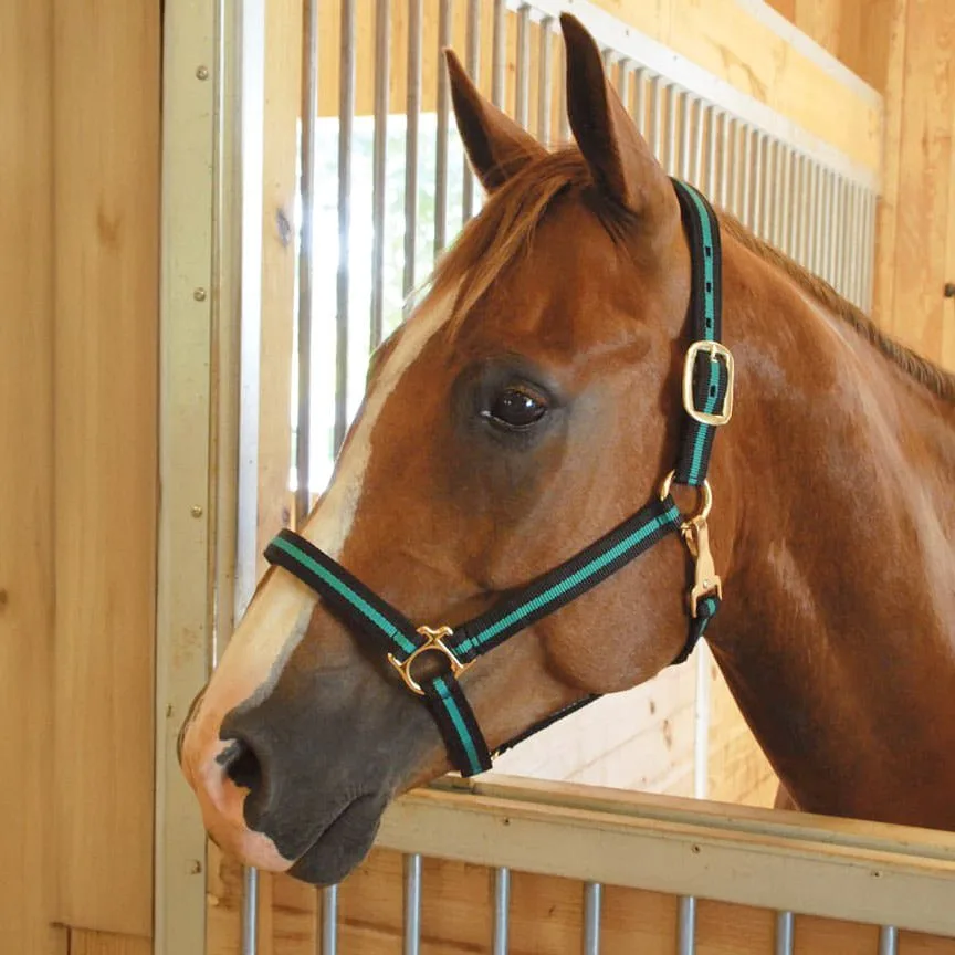 Jeffers Padded Nylon Halter vs Matching Set: Which to Choose?