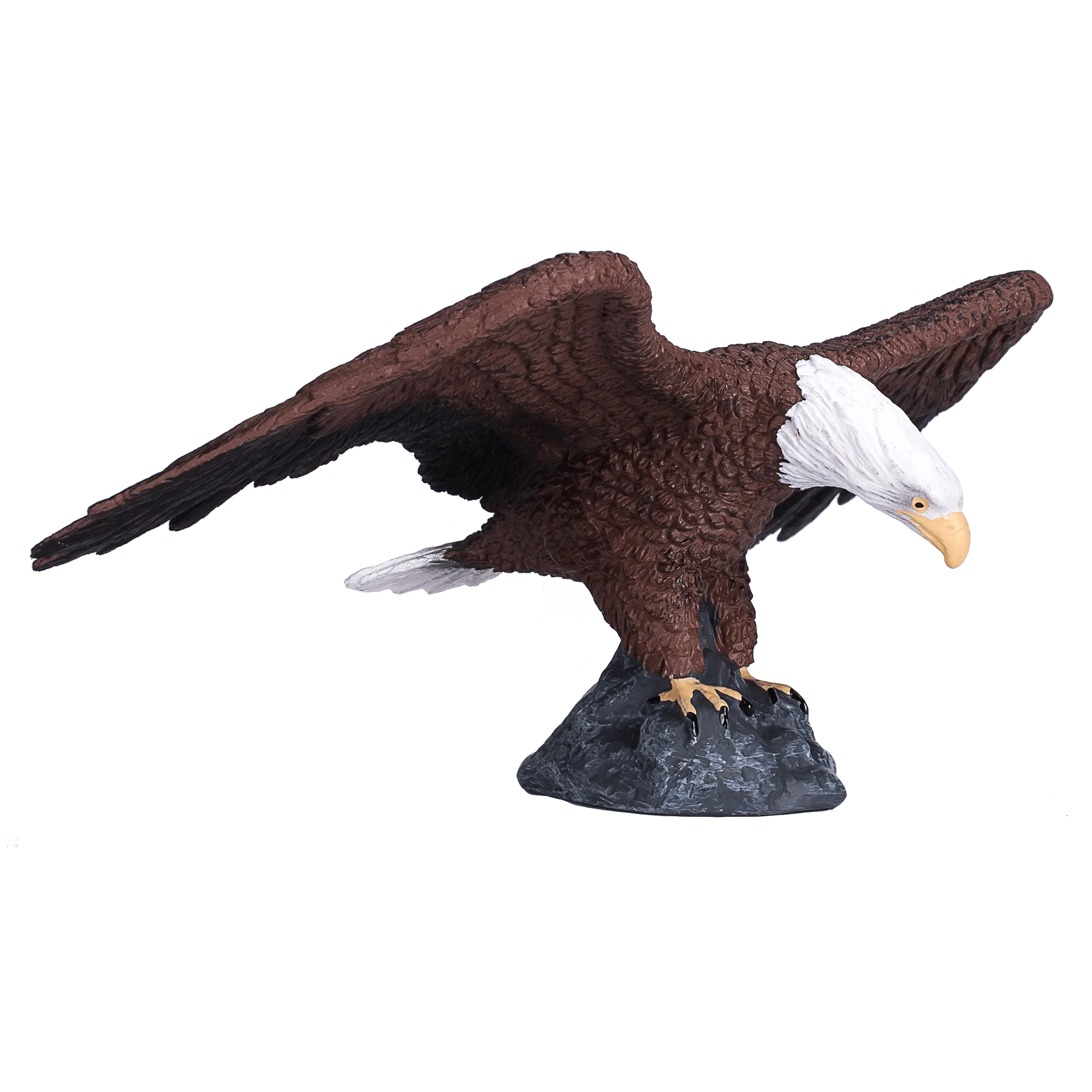 American Bald Eagle