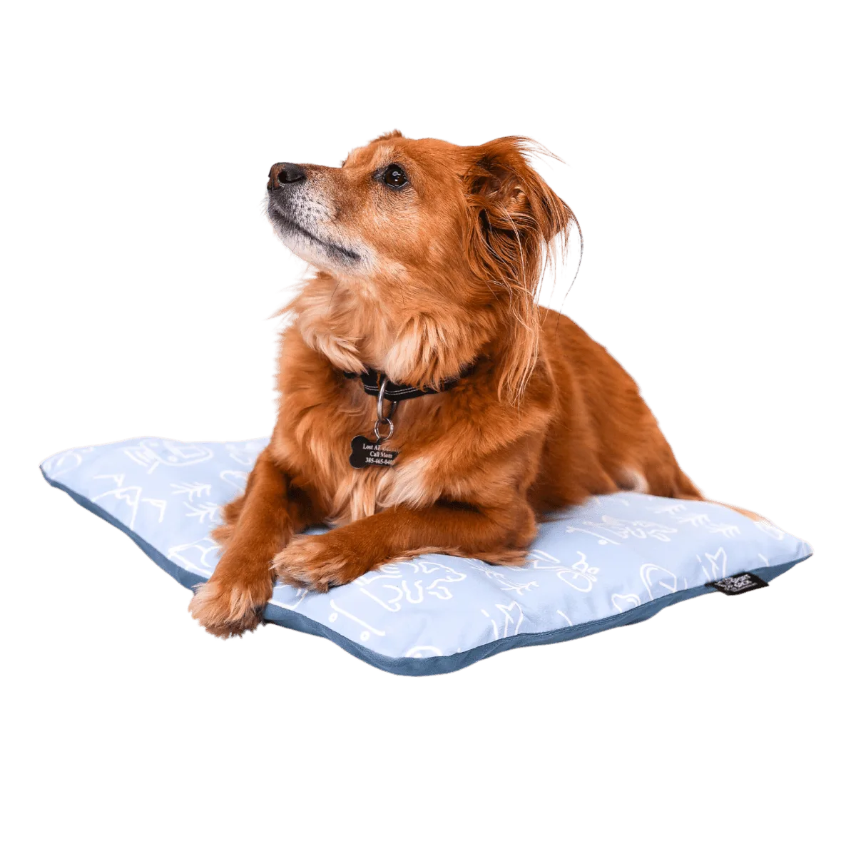 Caring for Your Dog's Joints: How a K9 Sport Sack Can Help