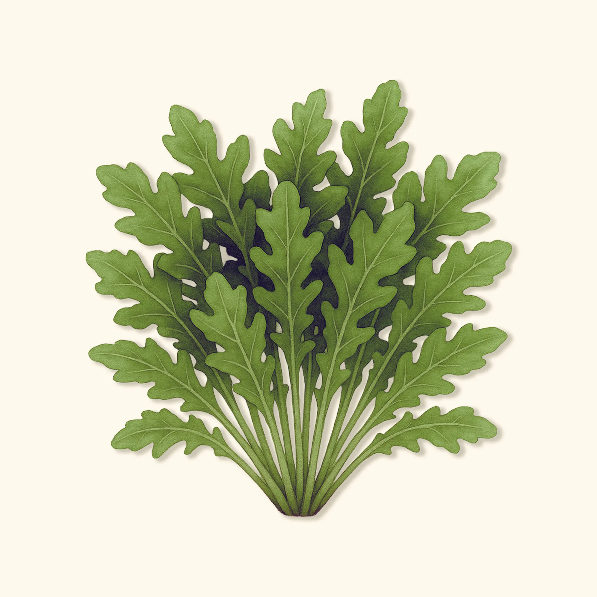 有機芝麻菜種植指南(初學者適用)