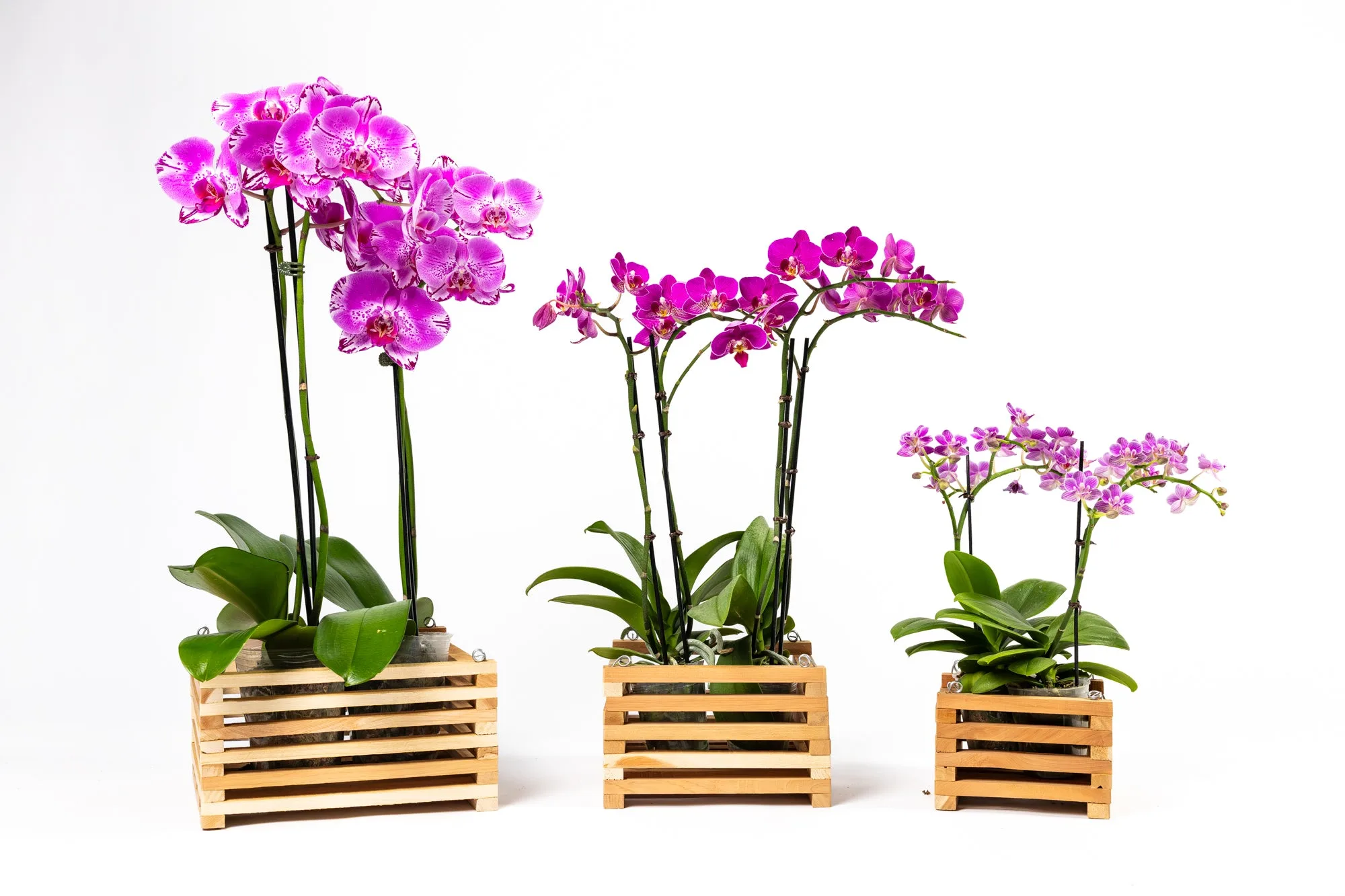 Set vassoio decorativo in cedro aromatico RCP3S