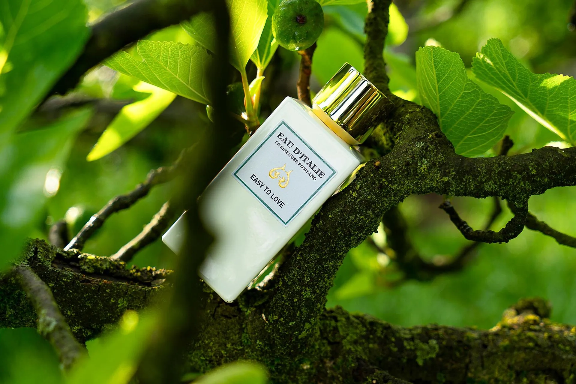รีวิวโลชั่นทามือและผิวกาย Verbena & Sage: ความสดชื่นสมุนไพรสำหรับใช้ในชีวิตประจำวัน