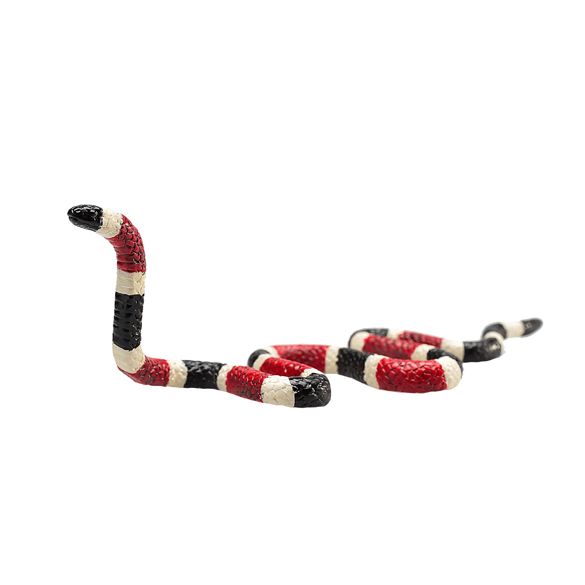 Coral Snake