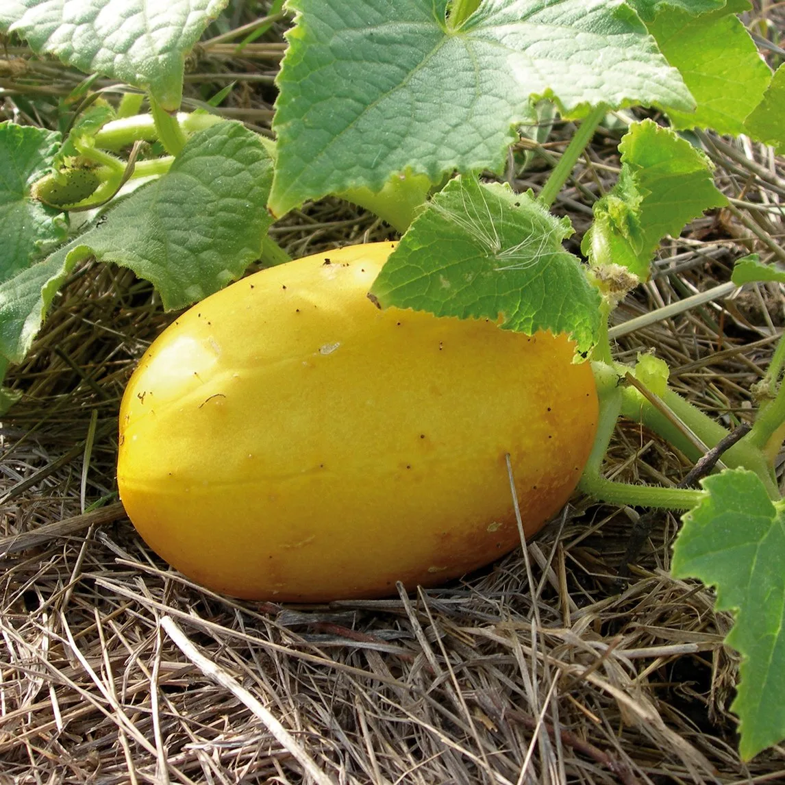 Gurke 'Zitrone'