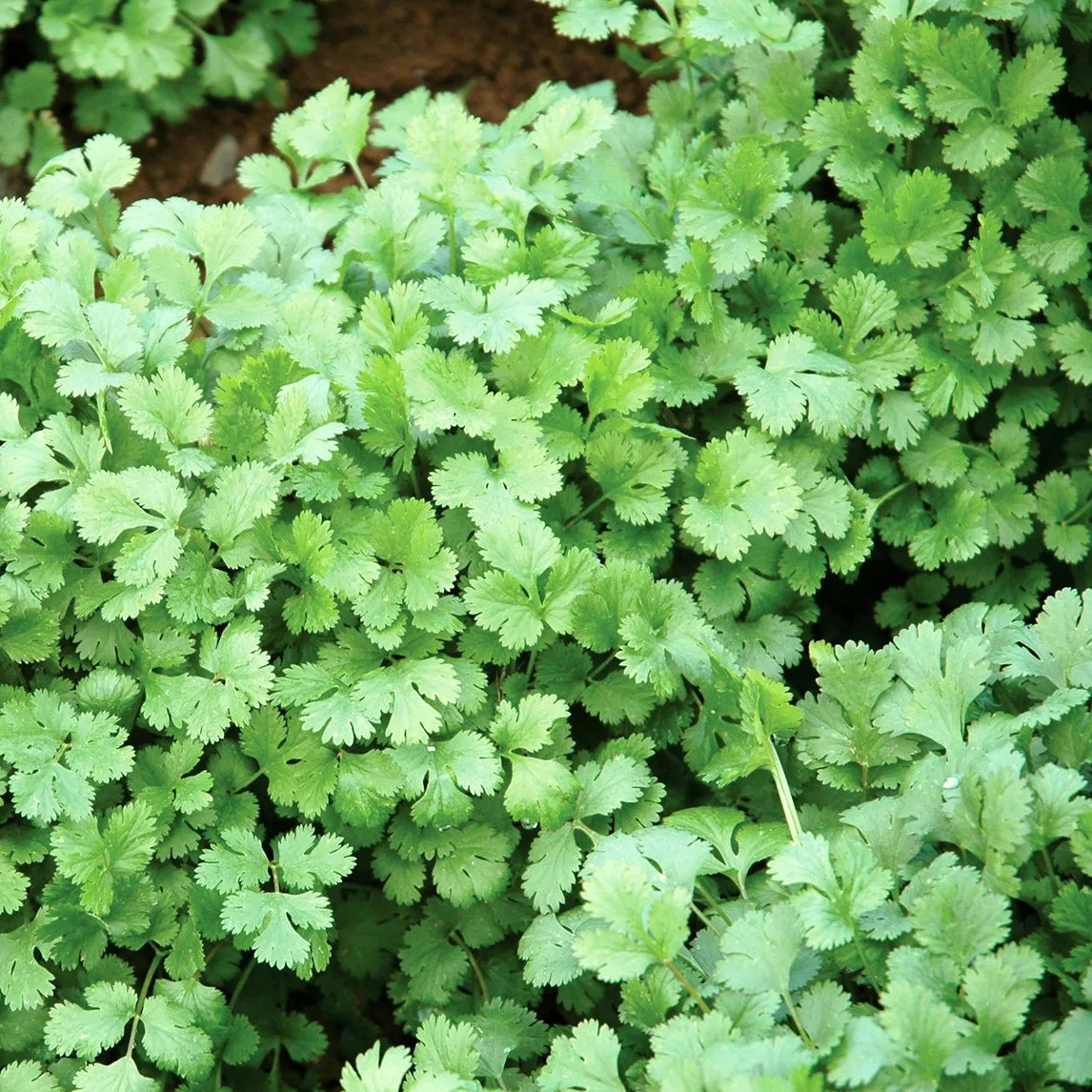 ¿Menta vietnamita o menta común? Cuál cultivar