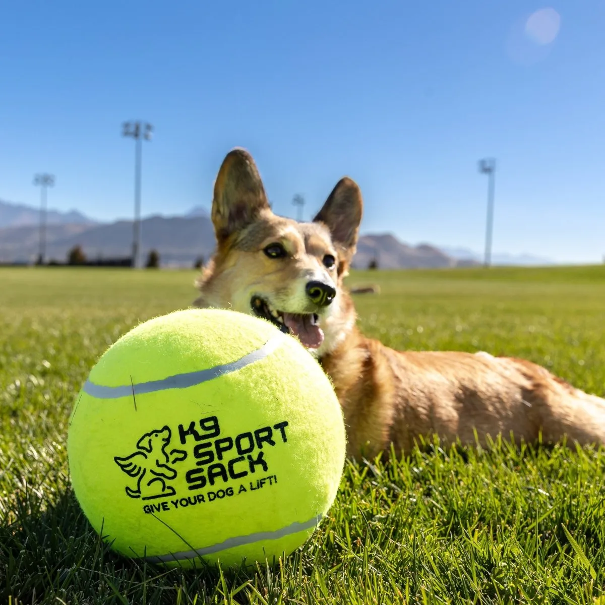 How to Keep Your Dog Comfortable in a K9 Sport Sack During Long Outings