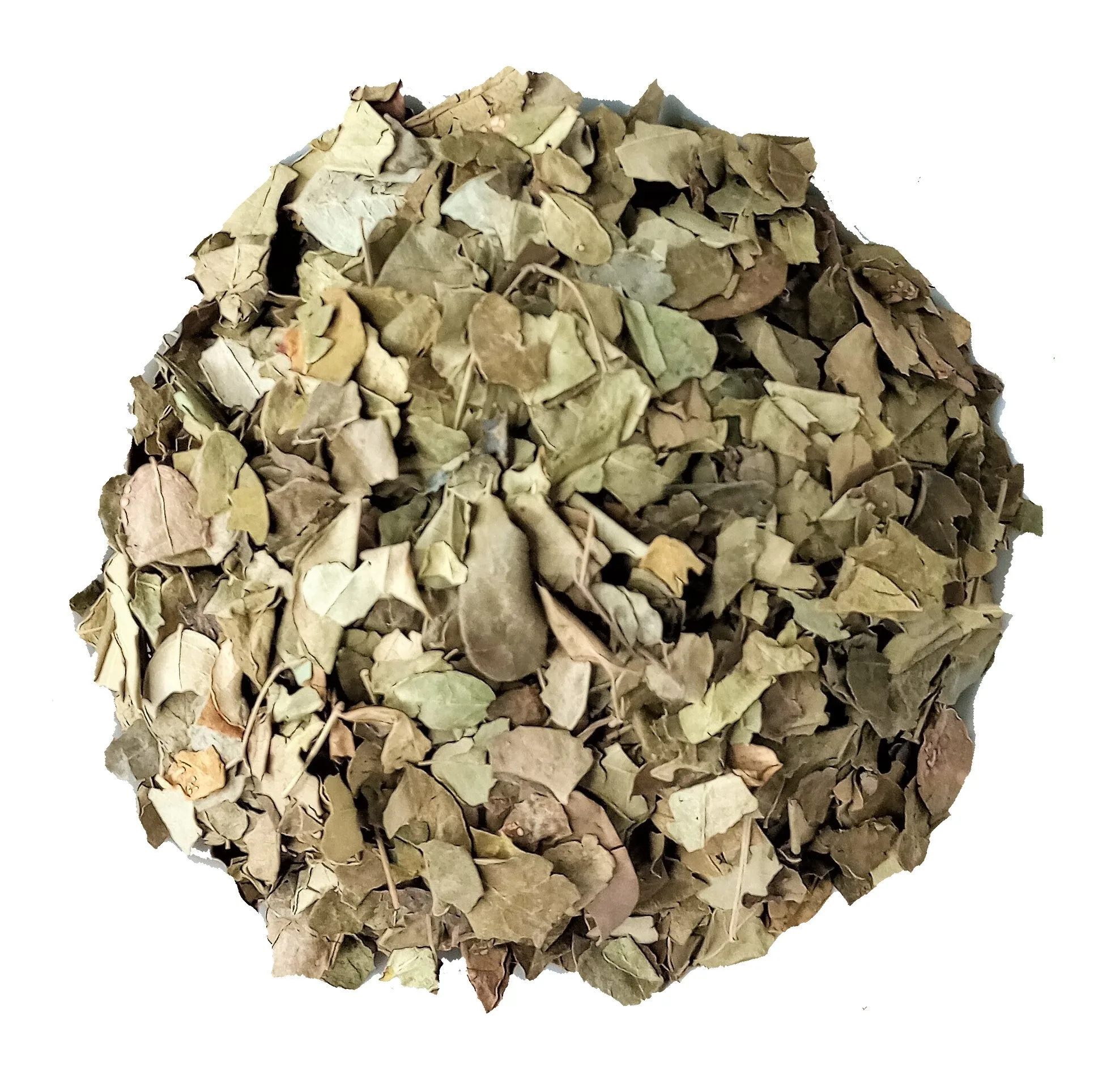 How to Brew Organic Moringa Leaf Tea for Daily Wellness