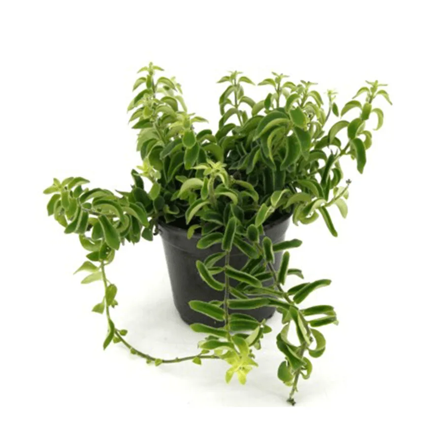 Aeschynanthus Twister 4 IN