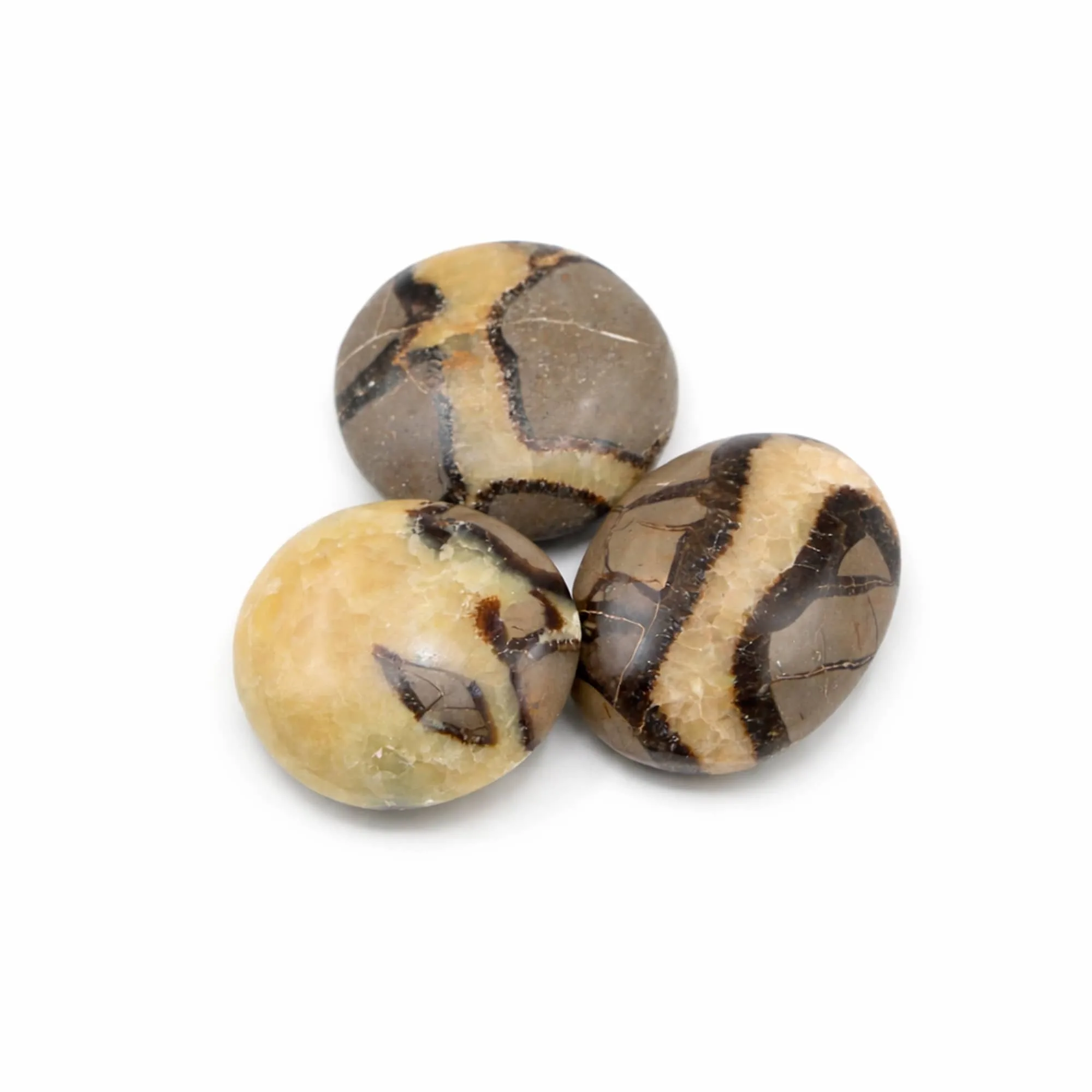 BLACK SEPTARIAN PALM STONE - AAA PREMIUM QUALITY