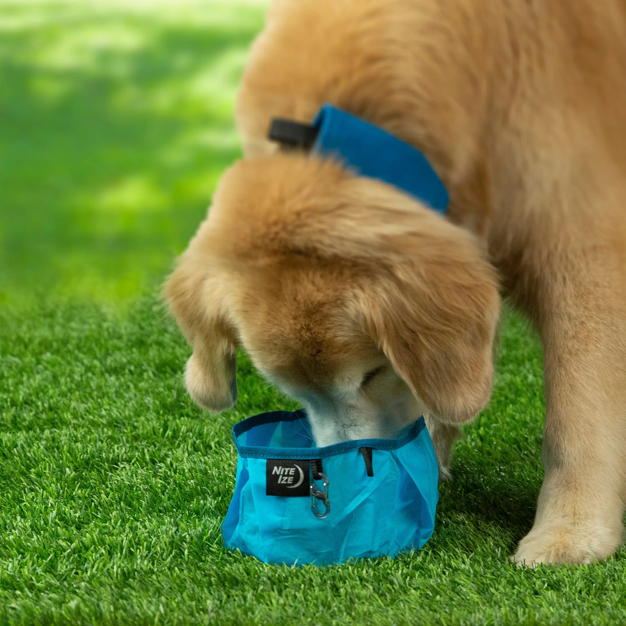 Elige un cuenco plegable para perros de viaje