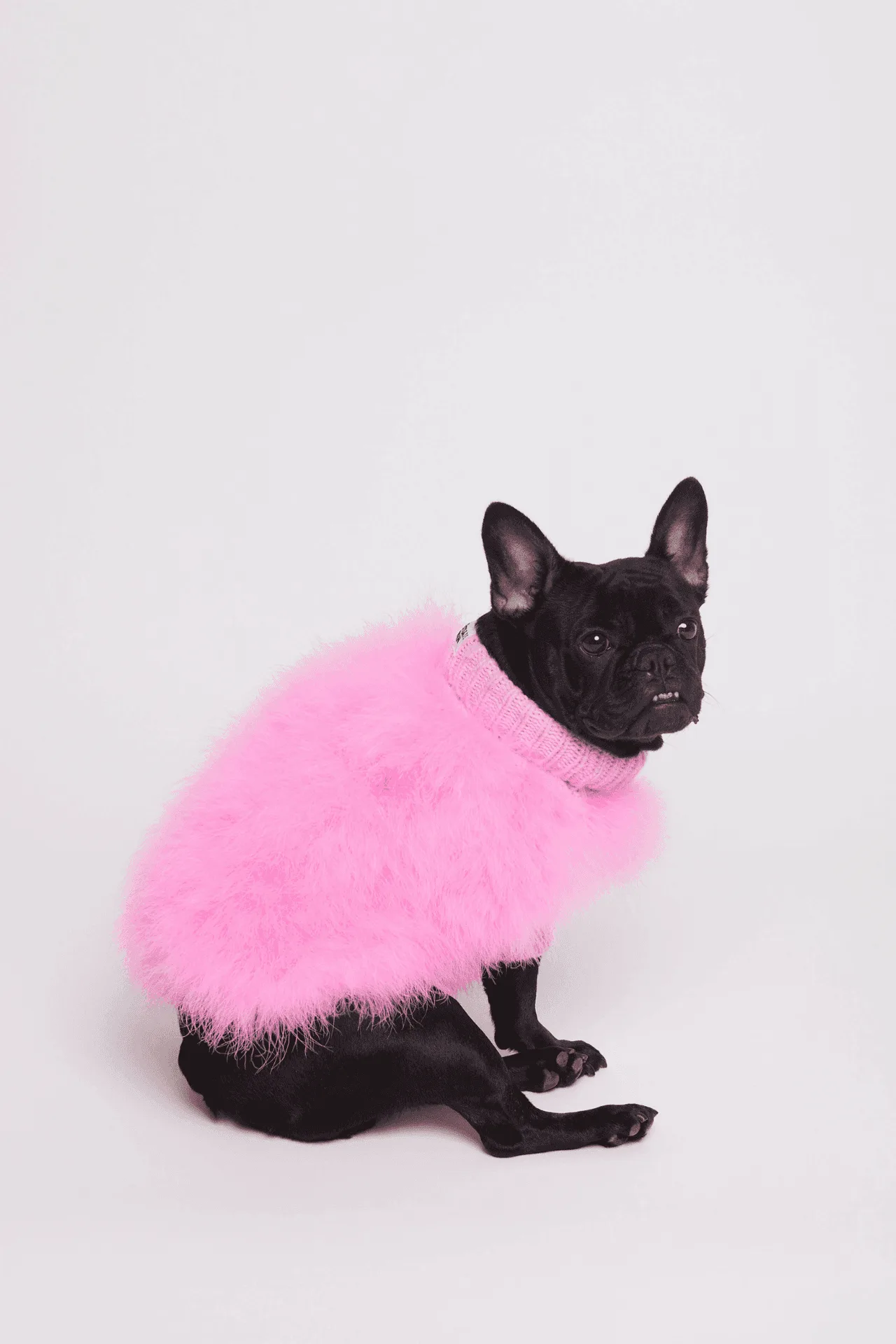 How to Introduce a New Dog Bed to a Picky Sleeper: Tips for a Smooth Transition
