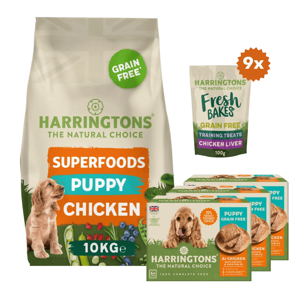 Puppy Starter Pack: What to Feed Your New Dog