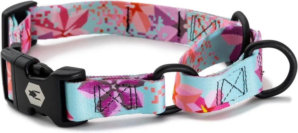 How to Train Your Dog to Walk on a Loose Leash with a Martingale Collar