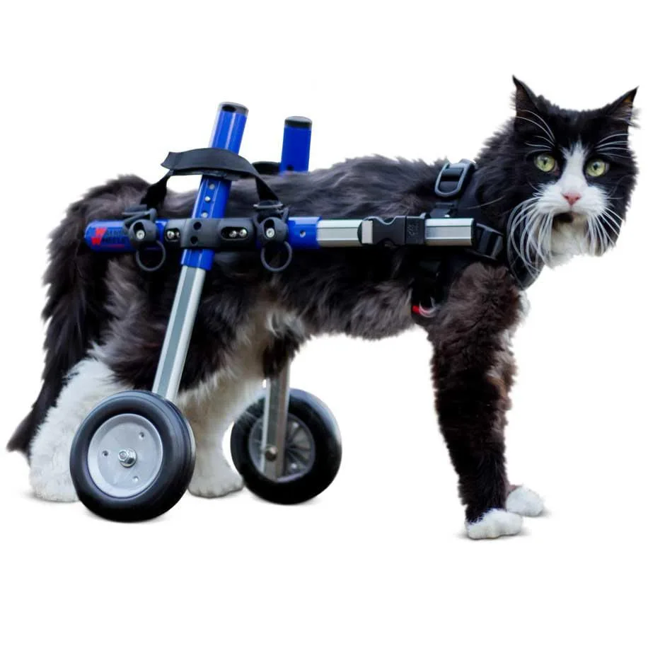 Walkin' Wheels silla de ruedas para gatos: ayuda a gatos paralizados