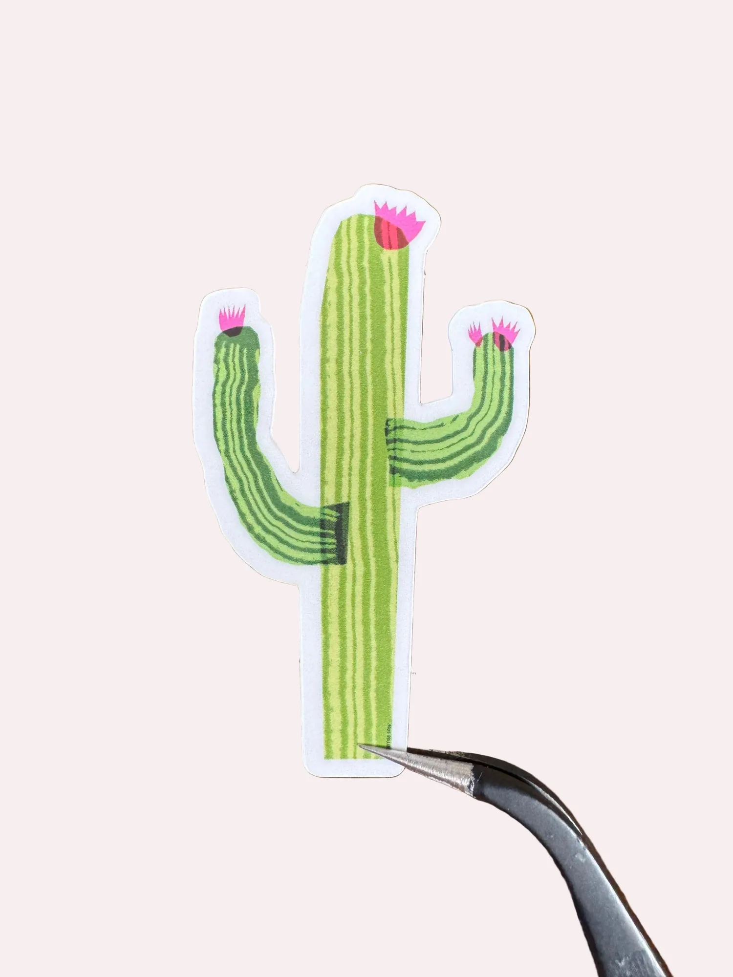 Desert Bloom Cactus